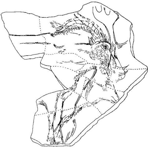 Relevé gravure de renne de la grotte d'Ekain