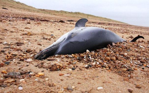 Dauphin mort d'une mort non naturel....