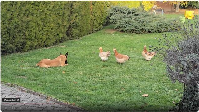Hund und Hühner