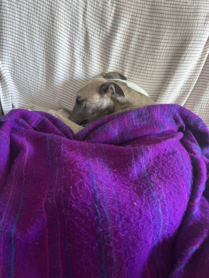 A whippet curled up under a purple blanket 