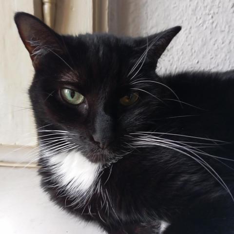 Closeup portrait of a tuxiecat most black für
green eyes
white whiskers
white chemisette cover
White background 
In afternoon daylight 