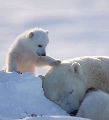 A cub touches gently his sleeping mother.