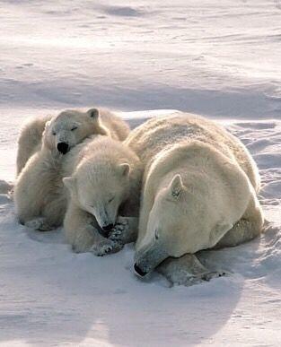A sleeping polar bear family.