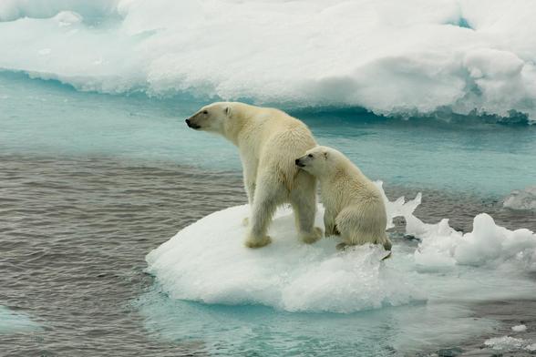 A polar bear with a young on rapidly shrinking ice floe.