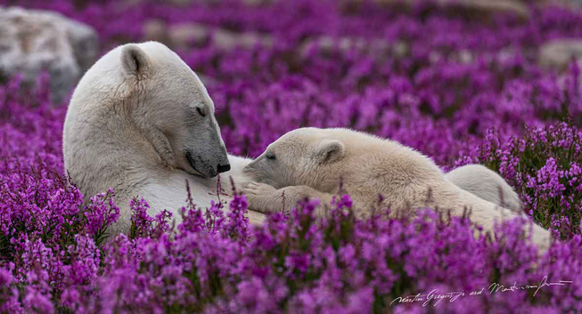 Two polar bears on a carpet of purple flowers.