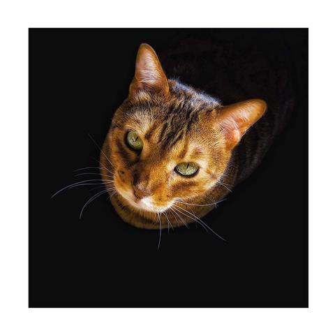 This is a colour art edited photo of my beautiful bengal cat Neko with his green eyes staring intently upward against a black background. The lighting highlights its whiskers and his tiger like fur coat, creating a lovely focused photo for Caturday 
