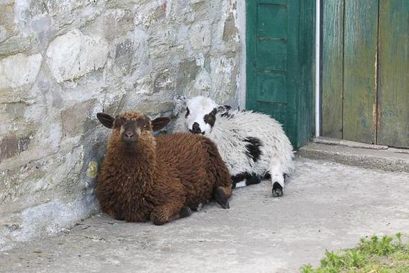Shetland lambs at the door - Lambie and Bert.