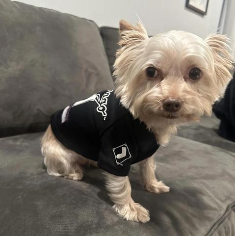 A cute, little, white-furred dog sits on a grey couch wearing a tiny, black White Sox jersey top 🖤🤍