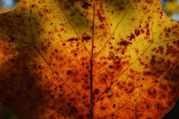 A close up image of a tulip tree leaf, the sun shining through