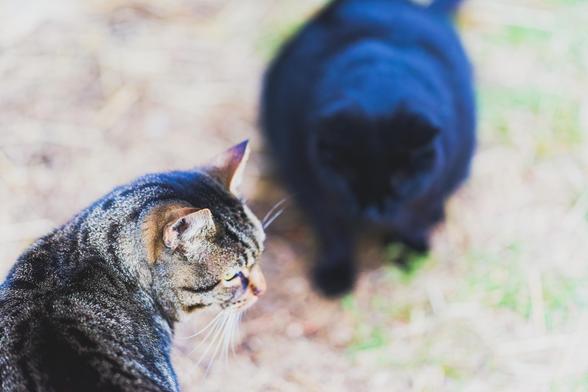 In the lower left and close is a grey tiger cat facing away with his head turned and seen in profile and further away but larger and blurred out is the kind of big black cat a hat witch would have as a familliar