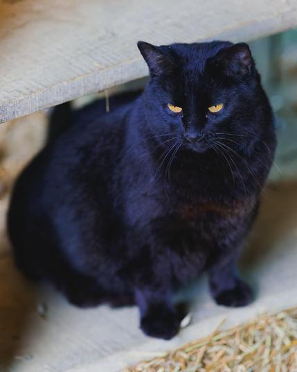 Big black cat with a shiny coat and yellow eyes sits on a wood step with another step above and some straw on the floor below