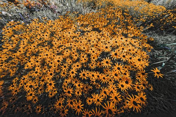 Lots of tiny looking yellow flowers with thin and long petals and a circular brown cone in their middles
