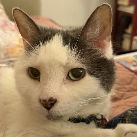 a black and white cat with yellow-green eyes looks at the viewer 