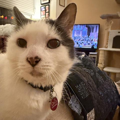 A close-up of a white and gray cat with a collar and name tag staring at the viewer. The background includes a soft sofa, a quilt, and a television showing a concert or performance scene.