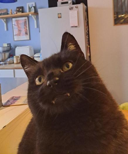 The lower half of the image shows a black cat that looks at the camera (head sideways to the left). The cat's teeth are clearly visible, somewhat like popular depictions of vampires. The cat is sitting on a wooden table. In the background you see a kitchen: fridge at the center, on the left a shelf, toaster, a glass, a picture (orange color, motif not visible), on the right another picture (with tree trunks).