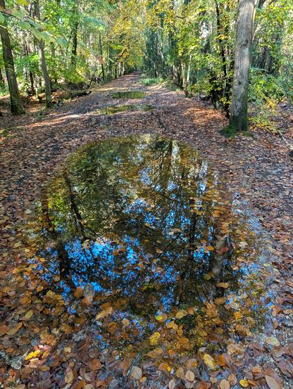 Autumn trees reflected in a puddle on the old Roman road, Chilworth, Southampton. 