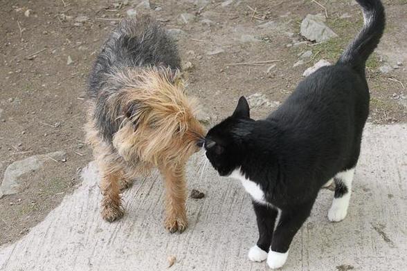 Patterdale terrier and tuxedo cat