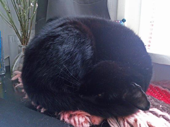 The picture used for the engraved image. A cat rolled up as a ball, but looking at you with a tiny dragon eye.