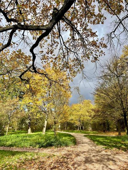 A serene park scene featuring a winding path surrounded by trees with autumn leaves in shades of yellow and gold. The sky is partly cloudy, adding to the tranquil atmosphere.