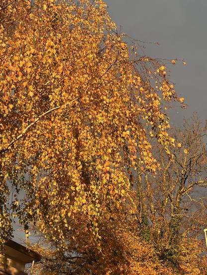 Pappel in gold vor dunklem Himmel