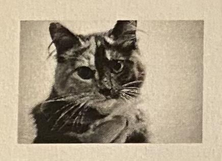 A cropped picture of a piece of paper showing a black and white photo of a calico cat, medium fluff being held up by someone. She is staring diretcly into the camera completely unimpressed. 
