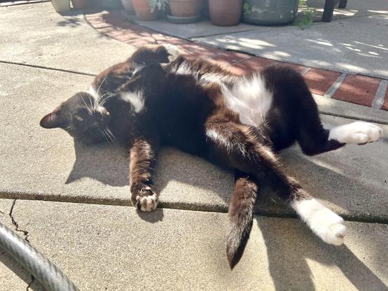 Brown tuxedo cat laying on a patio