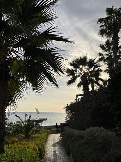 A photo of a walkway leading to the sea with a low late afternoon sun. Palm tree on the right obscuring the sun and shrubs on the left.