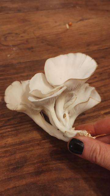 Photo of aforementioned mushrooms.