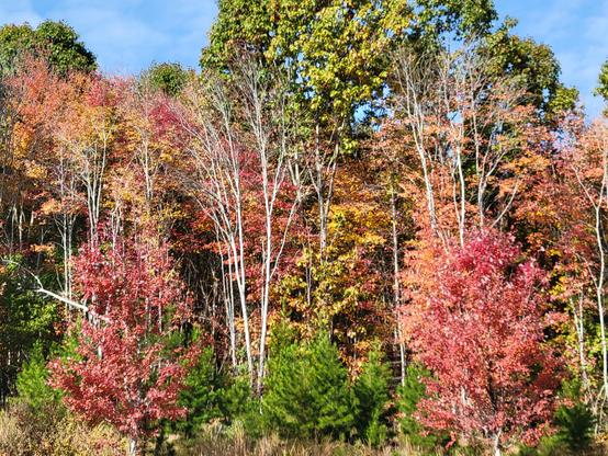 A photograph of trees that have leaves of different colors: green, red, orange, and yellow. 