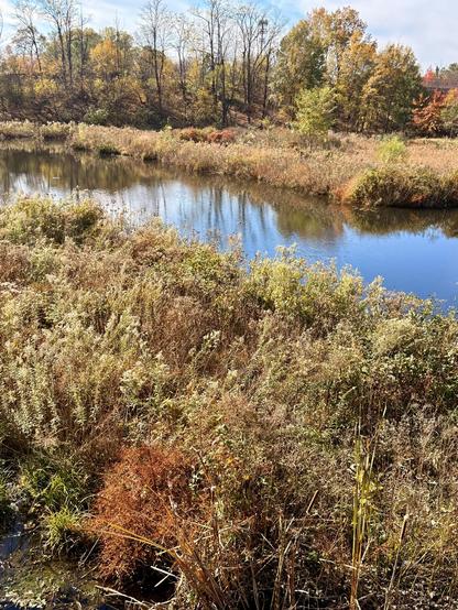 A view of Wetland Park with a strip of water reflecting the sky