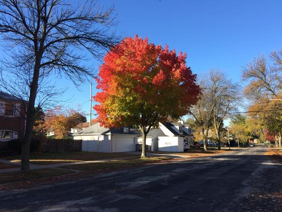 A beautiful tree with red and green leaves.