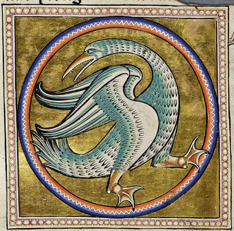 A large, rather thin, bird with detailed feathers with a long neck reaching back over its raised wings to its tail feathers. It is blue white colour and has a long curved teethed orange-brown beak. It has large webbed orange-brown feet. It is shown in a red and blue ring on a gilt background in a red and white frame. Image from Aberdeen University Library, Univ. Lib. MS 24 (Aberdeen Bestiary), folio 54v.