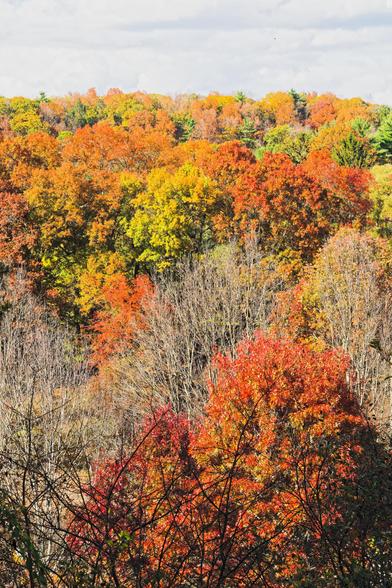 A hillside with patches of red, yellow, green and bare trees with just a little bit of grey sky up at the top