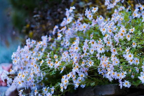 A large number of little light blue flowers with yellow discs and abundent green foliages are varying in distance from the camera and thus in and out of focus