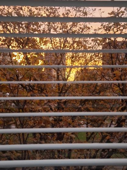 As seen through open blinds: branches of a tree with many orange coloured leaves. Behind the tree apartment buildings backlit by a yellow and orange sky