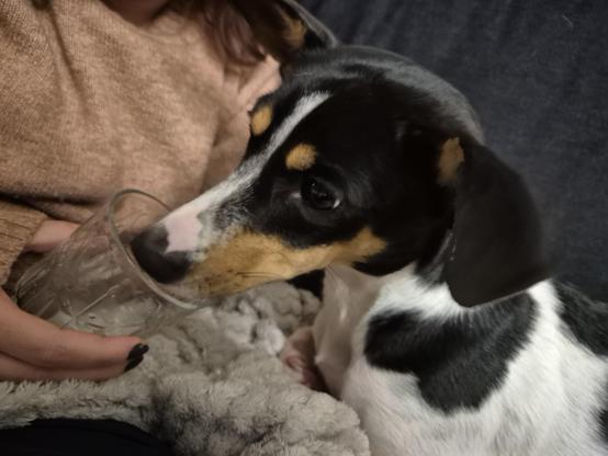 Small dog drinking water from a glass on the sofa