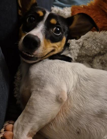 Dog with cheeky smile