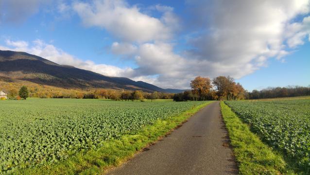 Une photo prise à Sergy, dans le pays de Gex. Au premier plan, un chemin communal coupe à travers des champs de crucifères sur lesquelles perlent les gouttes de l'averse matinale. Sur la moitié gauche, le Jura couronné des couleurs d'automne surplombe la scène. Au dessus, un ciel de traine avec quelques stratus épars.
