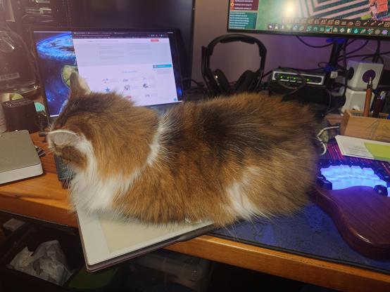 Cat sitting on a Remarkable tablet