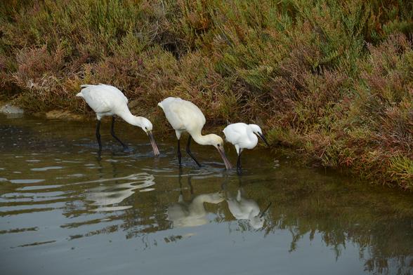 Vemos a dos espátulas caminando por el estero del río Arillo, acompañadas de una garceta común. Las tres aves lucen plumaje blanco y comprobamos que el tamaño de las dos espátulas es mayor que elde la garceta común. Las dos espátulas están rastreando el fango con su largo pico aplanado y se aprecia en el agua el reflejo de las tres aves.  