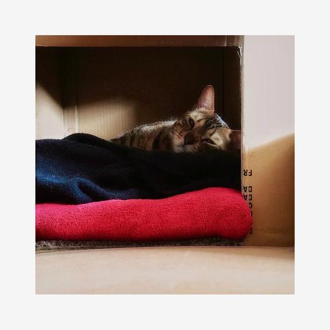 This is a colour photo of my bengal cat Neko relaxing inside a cardboard box lined with a dark blue and red blanket. No matter the amount of money we spend on a cat bed, he prefers to sleep in the box it was shipped in. The mood is cozy and calm as Neko rests peacefully.
