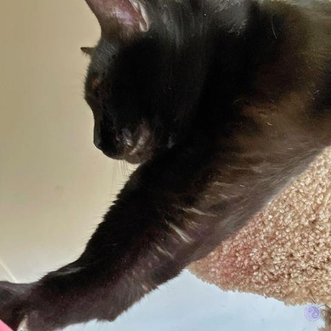 A black cat in profile is outlined against a cream painted wall, front paws on a pink triangle in the lower left corner, bronze tints on the fur with light from the right side of the frame, where they are visible up to their muscular shoulders, supported by a beige carpeted cat tree shelf, that the cat is reaching over.