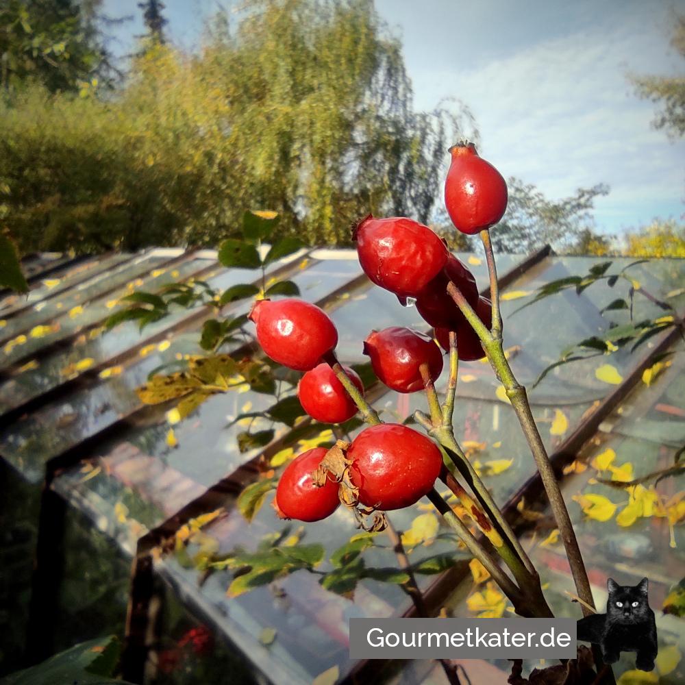 Kleine Hagebutte...