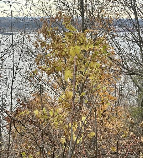 Eine Hopfenpflanze windet sich entlang des Stamms eines Bäumchens in die Höhe.
Er zeigt in der Krone dichte Büschel von Hopfendolden.