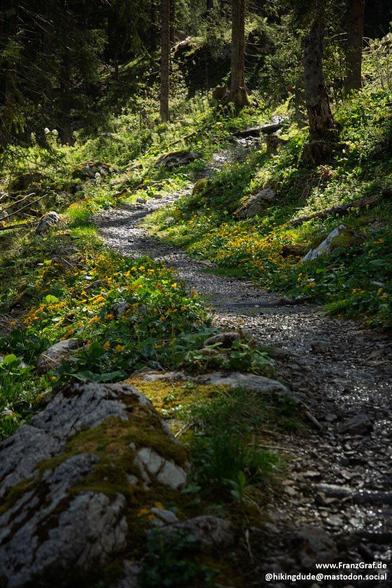 A serene forest trail winds gently through a lush, green woodland, inviting hikers into its tranquil embrace. Dappled sunlight filters through the canopy above, casting shifting patterns of light and shadow on the earthy path below. The trail, a mix of dirt and scattered stones, is bordered by vibrant green foliage and delicate wildflowers, their orange and yellow blooms adding a splash of color to the scene.

Moss-covered rocks and fallen logs lie scattered along the way, enhancing the natural…