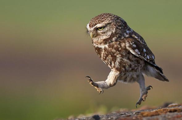 Background photo shows a closeup of an owl running, intent on getting where it needs to go.