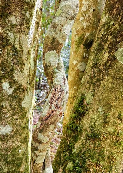 Between two moss- and lichen-spotted tree trunks writhes a thick vine also dappled with pale powdery lichen and lime green moss. Dharug and Gundungurra country.