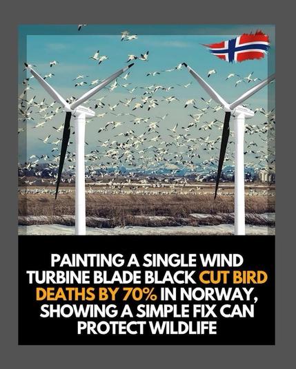 Graphic from yesterday: Alt text
Image of two wind turbines with a large flock of birds in the background, and a Norwegian flag.
Text under says: Painting a single wind turbine blade black cut bird deaths by 70% in Norway, showing a simple fix can protect wildlife