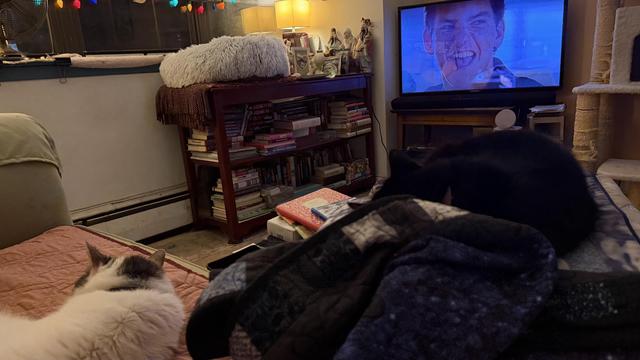 A cozy living room scene featuring two cats, one white and gray and the other black, lounging on a quilt. A television displays a scene from a movie, while a bookshelf filled with books and decorative items is in the background, accompanied by warm lighting