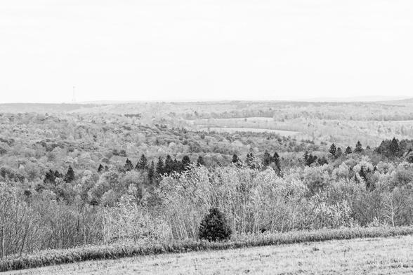 A fall color scene but in black and white, notably there is a grass field at the bottom which has a raggard margin and a dark evergreen tree right in the center and above that trees in various brightnesses on multiple ridges stretching off into the distance